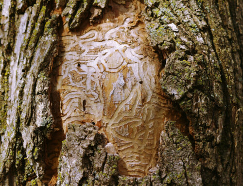 Emerald Ash Borer is Here to Stay…and More