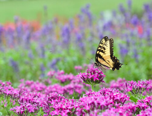Pollinator Networks Needed to Support Robust Human, Plant Systems