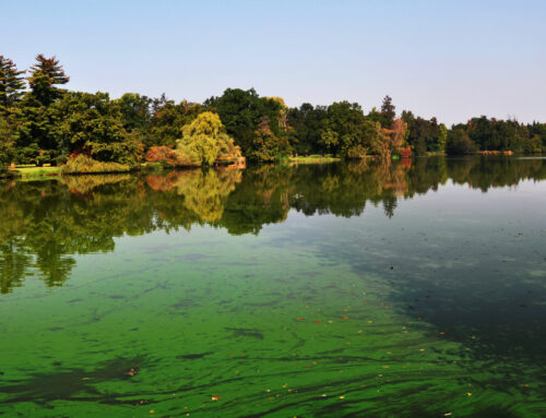 Fertilizers and Cyanobacteria Blooms