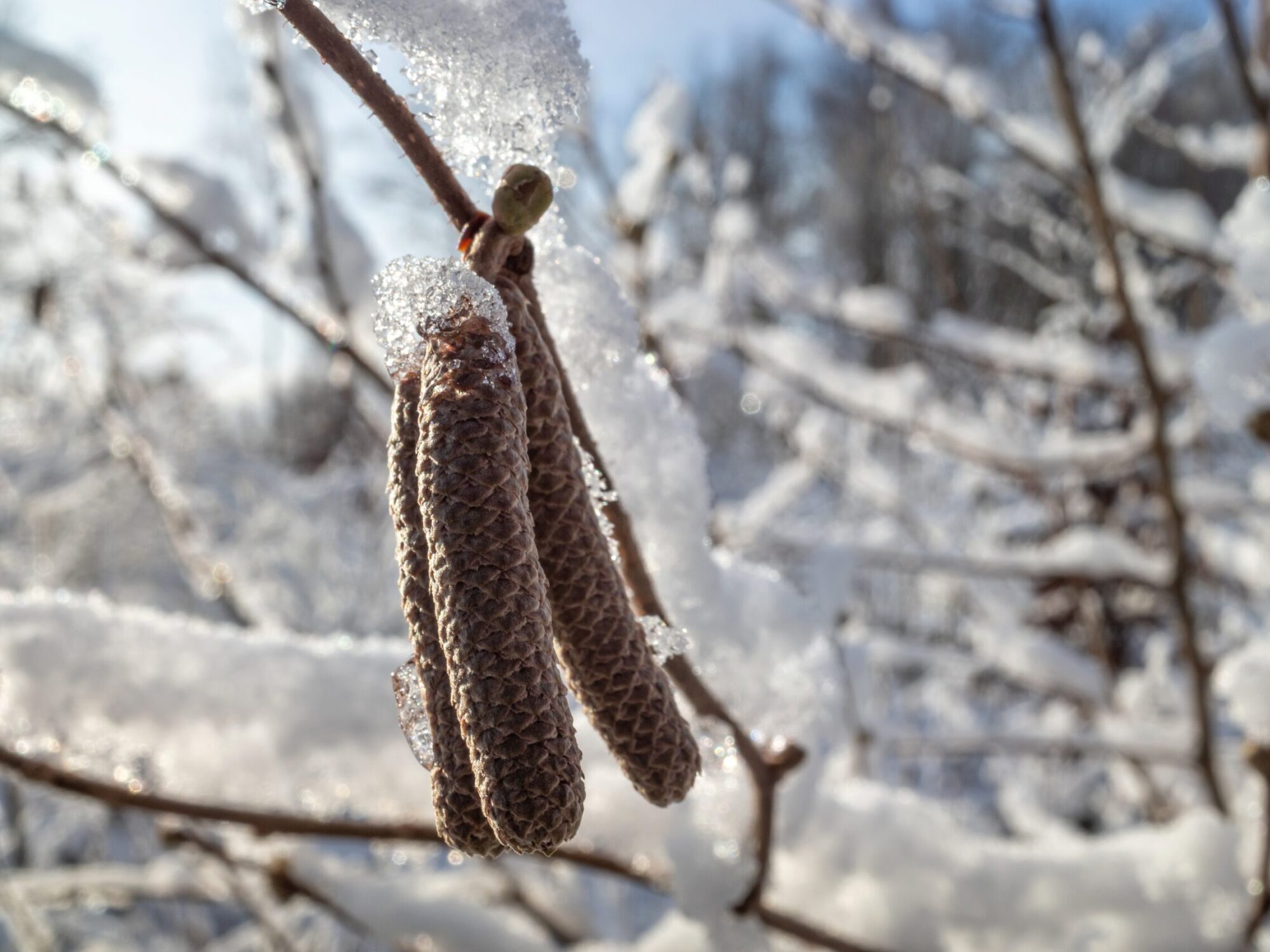 Male,Catkins,Of,A,Hazel,Covered,With,Snow,And,Ice