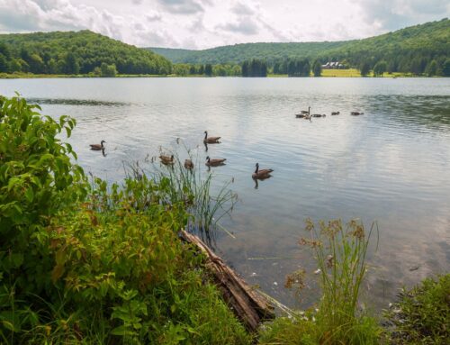 Beyond Tasks: Why Delegating Roles is the Key to Growth