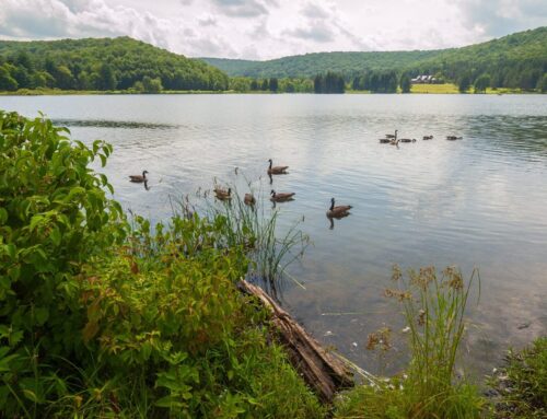 Beyond Tasks: Why Delegating Roles is the Key to Growth