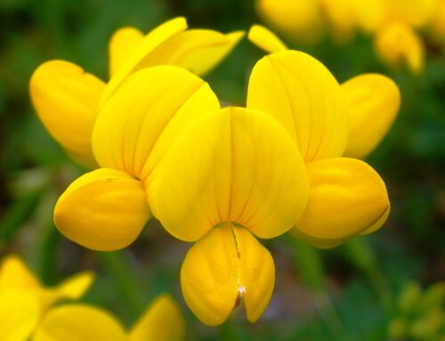 Point of View: Landscape Company Trends