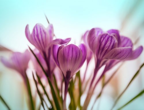 President’s Notes March 2026