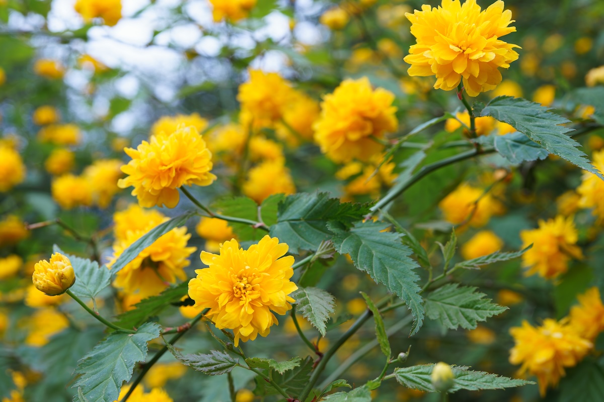 Bush,Of,Kerria,Japonica,Pleniflora,Or,Japanese,Rose,Blooming,With